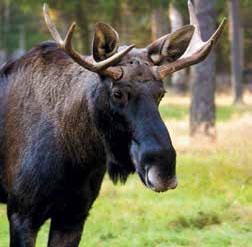 Иллюстрация к книге — Кулинарная энциклопедия. Том 18. Л-М (Логанова ягода – Малосольные огурцы) [_21.jpg]