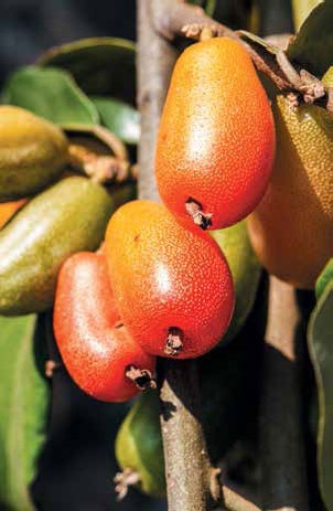 Иллюстрация к книге — Кулинарная энциклопедия. Том 18. Л-М (Логанова ягода – Малосольные огурцы) [_24.jpg]