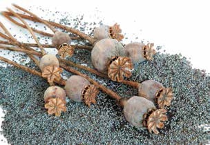 Иллюстрация к книге — Кулинарная энциклопедия. Том 18. Л-М (Логанова ягода – Малосольные огурцы) [_70.jpg]