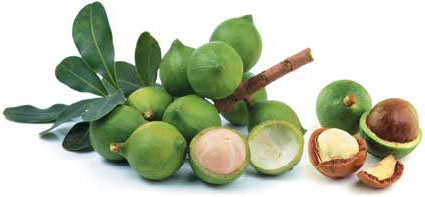 Иллюстрация к книге — Кулинарная энциклопедия. Том 18. Л-М (Логанова ягода – Малосольные огурцы) [_74.jpg]