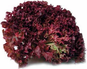 Иллюстрация к книге — Кулинарная энциклопедия. Том 18. Л-М (Логанова ягода – Малосольные огурцы) [_8.jpg]