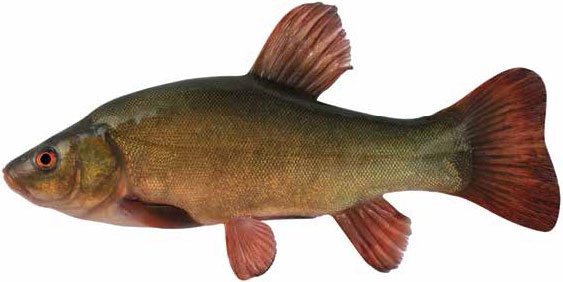 Иллюстрация к книге — Кулинарная энциклопедия. Том 17. Л (Лакса – Лобио) [_73.jpg]