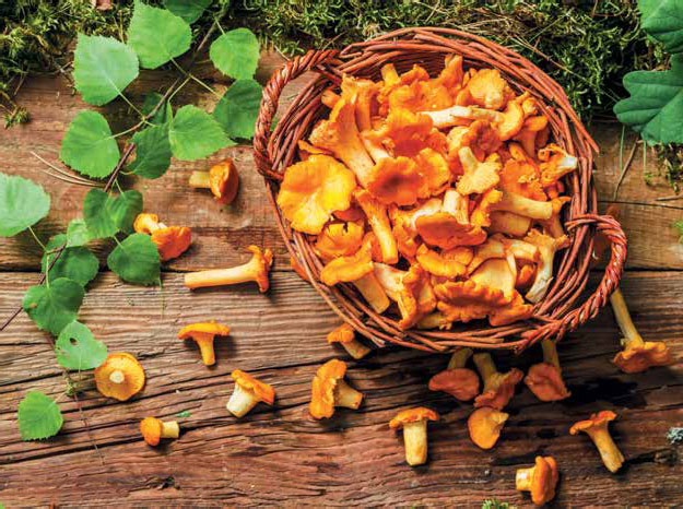 Иллюстрация к книге — Кулинарная энциклопедия. Том 17. Л (Лакса – Лобио) [_77.jpg]