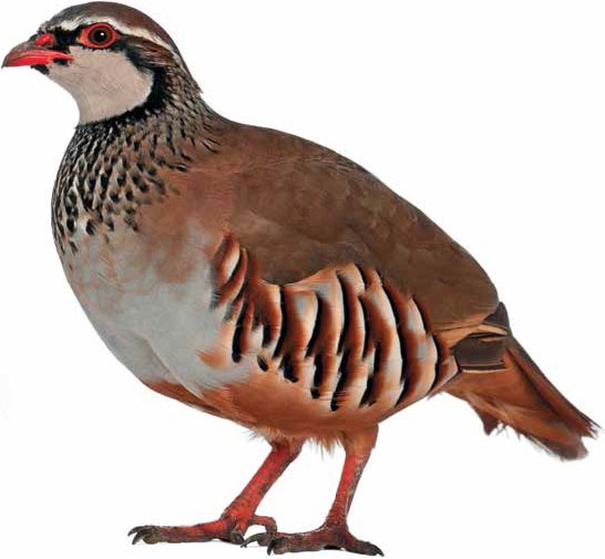 Иллюстрация к книге — Кулинарная энциклопедия. Том 16. К-Л (Куллама – Лакрица) [_39.jpg]