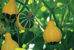 Иллюстрация к книге — Кулинарная энциклопедия. Том 16. К-Л (Куллама – Лакрица) [_81.jpg]