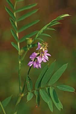 Иллюстрация к книге — Кулинарная энциклопедия. Том 16. К-Л (Куллама – Лакрица) [_97.jpg]