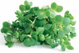 Иллюстрация к книге — Кулинарная энциклопедия. Том 15. К. Креветки - Кулич [_20.jpg]