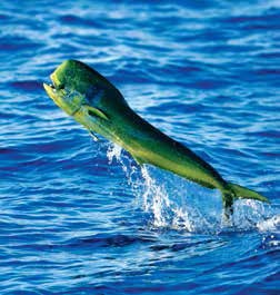 Иллюстрация к книге — Кулинарная энциклопедия. Том 14. К (Коньяк – Крахмал) [_25.jpg]