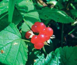 Иллюстрация к книге — Кулинарная энциклопедия. Том 14. К (Коньяк – Крахмал) [_47.jpg]