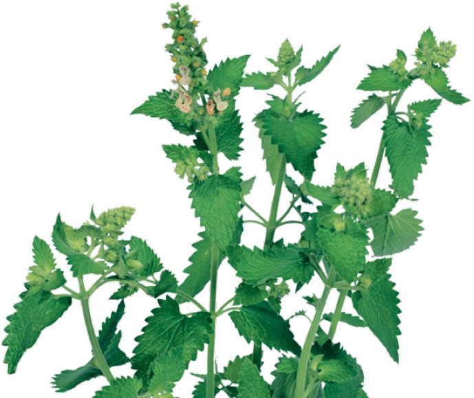 Иллюстрация к книге — Кулинарная энциклопедия. Том 14. К (Коньяк – Крахмал) [_80.jpg]