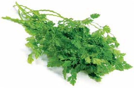 Иллюстрация к книге — Кулинарная энциклопедия. Том 12. К (Кашови – Кишмиш) [_26.jpg]