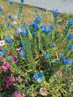 Иллюстрация к книге — Кулинарная энциклопедия. Том 10. И-К (Испанская кухня – Каперсы) [_4.jpg]