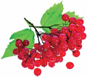 Иллюстрация к книге — Кулинарная энциклопедия. Том 10. И-К (Испанская кухня – Каперсы) [_54.jpg]