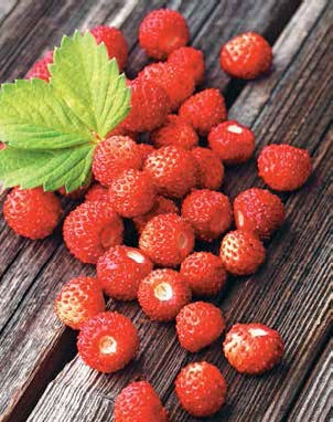 Иллюстрация к книге — Кулинарная энциклопедия. Том 9. Ж-И (Жинжинья – Исландская заправка) [_52.jpg]