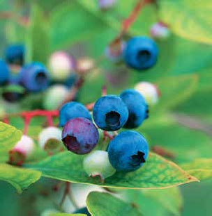 Иллюстрация к книге — Кулинарная энциклопедия. Том 9. Ж-И (Жинжинья – Исландская заправка) [_87.jpg]