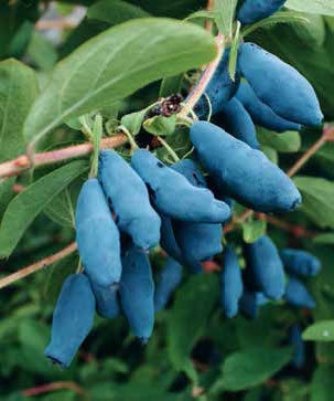 Иллюстрация к книге — Кулинарная энциклопедия. Том 8. Д-Ж (Даубе – Жимолость [_100.jpg]