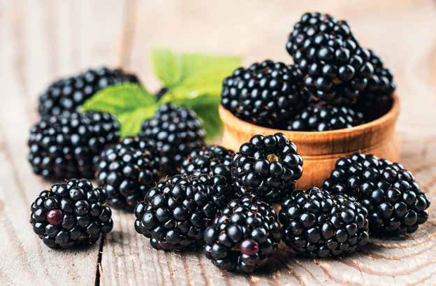 Иллюстрация к книге — Кулинарная энциклопедия. Том 8. Д-Ж (Даубе – Жимолость [_68.jpg]