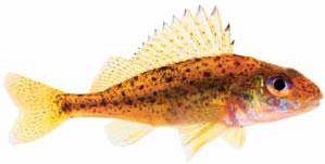 Иллюстрация к книге — Кулинарная энциклопедия. Том 8. Д-Ж (Даубе – Жимолость [_75.jpg]