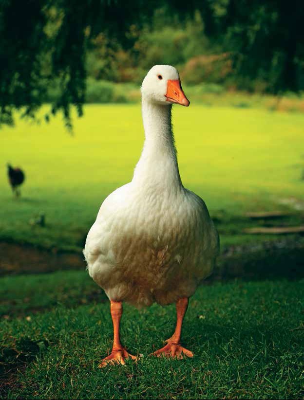 Иллюстрация к книге — Кулинарная энциклопедия. Том 7. Г-Д. Граппа - Датские булочки [_74.jpg]