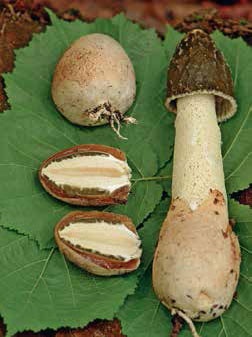 Иллюстрация к книге — Кулинарная энциклопедия. Том 5. В-Г (Венский шницель – Гамбо) [_17.jpg]