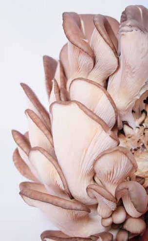 Иллюстрация к книге — Кулинарная энциклопедия. Том 5. В-Г (Венский шницель – Гамбо) [_23.jpg]