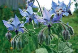 Иллюстрация к книге — Кулинарная энциклопедия. Том 3. Б. Бешамель - Брускетта [_59.jpg]