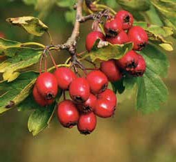 Иллюстрация к книге — Кулинарная энциклопедия. Том 3. Б. Бешамель - Брускетта [_72.jpg]