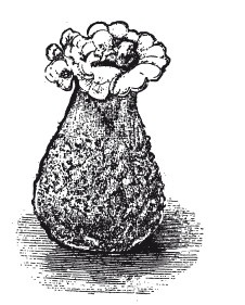 Иллюстрация к книге — Практические основы кулинарного искусства [i_019.jpg]