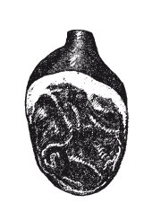 Иллюстрация к книге — Практические основы кулинарного искусства [i_122.jpg]