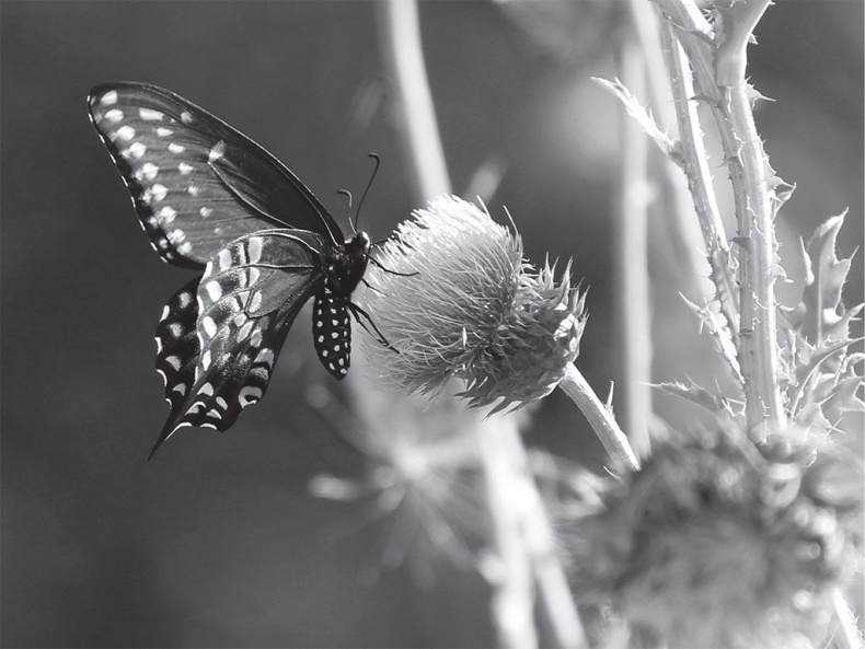 Иллюстрация к книге — Время желаний. Как начать жить для себя [_48.jpg]