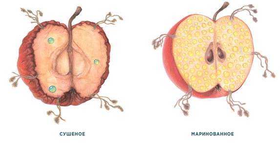 Иллюстрация к книге — Ингредиенты. Химия и алхимия гастрономического творчества [i_016.jpg]