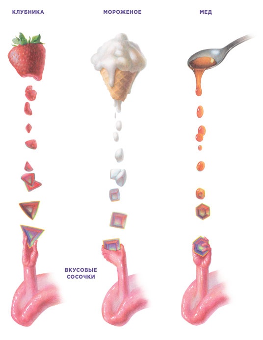 Иллюстрация к книге — Ингредиенты. Химия и алхимия гастрономического творчества [i_021.jpg]