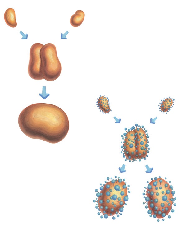 Иллюстрация к книге — Ингредиенты. Химия и алхимия гастрономического творчества [i_061.jpg]