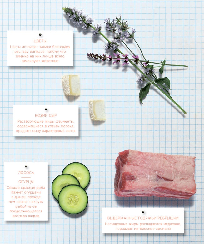 Иллюстрация к книге — Ингредиенты. Химия и алхимия гастрономического творчества [i_076.jpg]