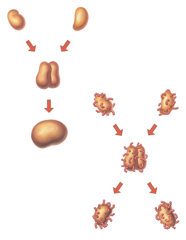 Иллюстрация к книге — Ингредиенты. Химия и алхимия гастрономического творчества [i_090.jpg]