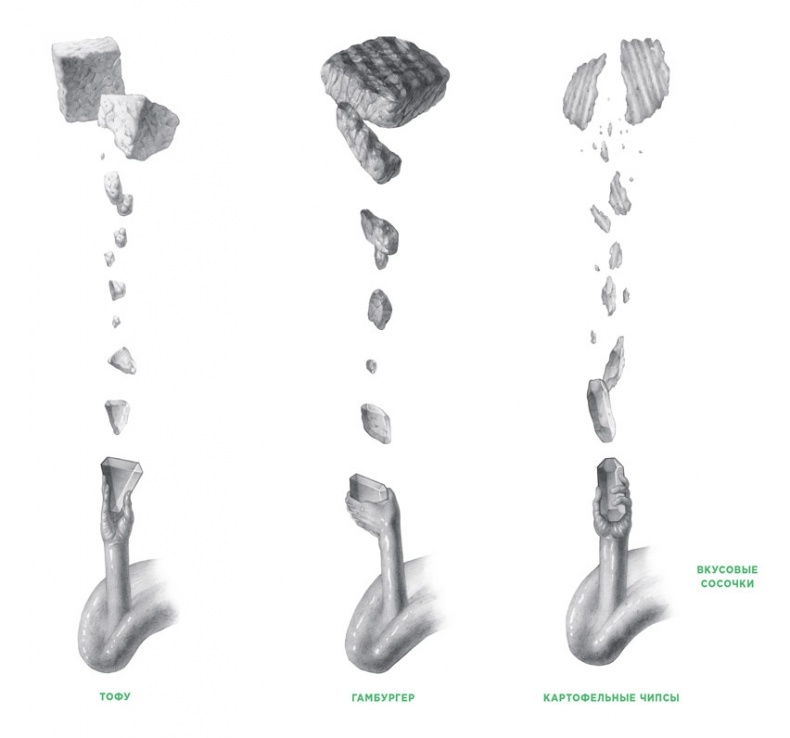 Иллюстрация к книге — Ингредиенты. Химия и алхимия гастрономического творчества [i_100.jpg]