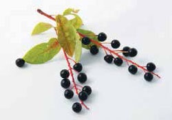 Иллюстрация к книге — Кулинарная энциклопедия. Том 40. Ц – Я (Цыпленок – Ячмень) [_18.jpg]