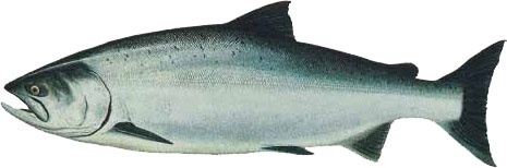 Иллюстрация к книге — Кулинарная энциклопедия. Том 40. Ц – Я (Цыпленок – Ячмень) [_3.jpg]