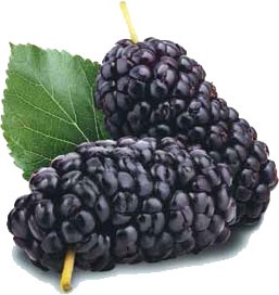 Иллюстрация к книге — Кулинарная энциклопедия. Том 40. Ц – Я (Цыпленок – Ячмень) [_55.jpg]