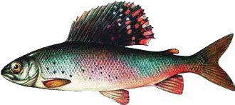 Иллюстрация к книге — Кулинарная энциклопедия. Том 39. Х – Ц (Халтура – Цукини) [_13.jpg]