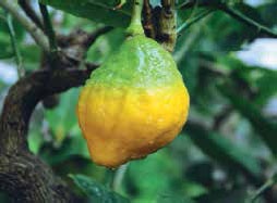 Иллюстрация к книге — Кулинарная энциклопедия. Том 39. Х – Ц (Халтура – Цукини) [_83.jpg]