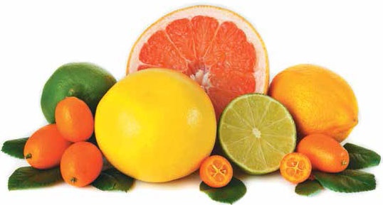 Иллюстрация к книге — Кулинарная энциклопедия. Том 39. Х – Ц (Халтура – Цукини) [_86.jpg]