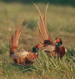 Иллюстрация к книге — Кулинарная энциклопедия. Том 37. Т – Ф (Тунец – Фасолица) [_86.jpg]