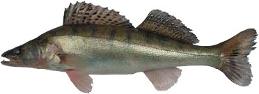 Иллюстрация к книге — Кулинарная энциклопедия. Том 35. С – Т (Судак – Тафельшпиц) [_2.jpg]