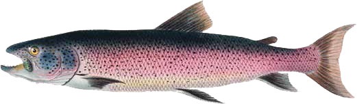 Иллюстрация к книге — Кулинарная энциклопедия. Том 35. С – Т (Судак – Тафельшпиц) [_63.jpg]