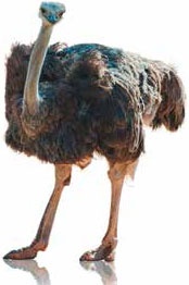 Иллюстрация к книге — Кулинарная энциклопедия. Том 34. С (Сливки – Сугудай) [_105.jpg]