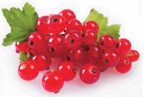 Иллюстрация к книге — Кулинарная энциклопедия. Том 34. С (Сливки – Сугудай) [_23.jpg]