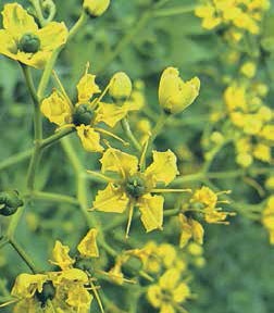 Иллюстрация к книге — Кулинарная энциклопедия. Том 32. Р-С (Рольмопс – Сандей) [_29.jpg]