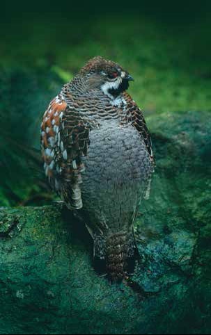 Иллюстрация к книге — Кулинарная энциклопедия. Том 32. Р-С (Рольмопс – Сандей) [_43.jpg]