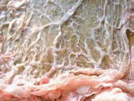 Иллюстрация к книге — Кулинарная энциклопедия. Том 32. Р-С (Рольмопс – Сандей) [_82.jpg]